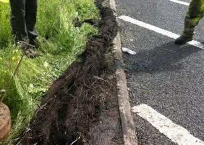 Roots-Removed-1